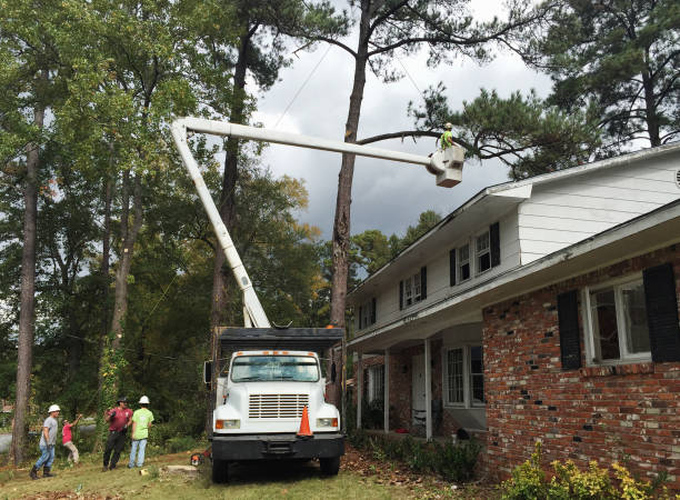 Best Commercial Tree Removal  in Silver Lake, KS