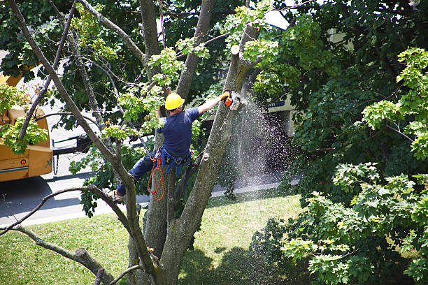 Best Storm Damage Tree Cleanup  in Silver Lake, KS